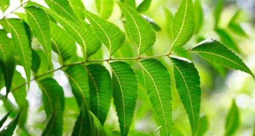 Neem Benefits