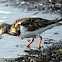 Ruddy Turnstone