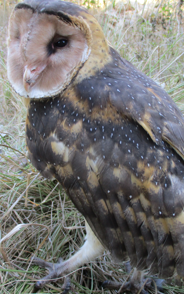 Eastern grass owl