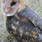 Eastern grass owl