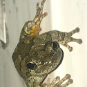 Gray tree frog