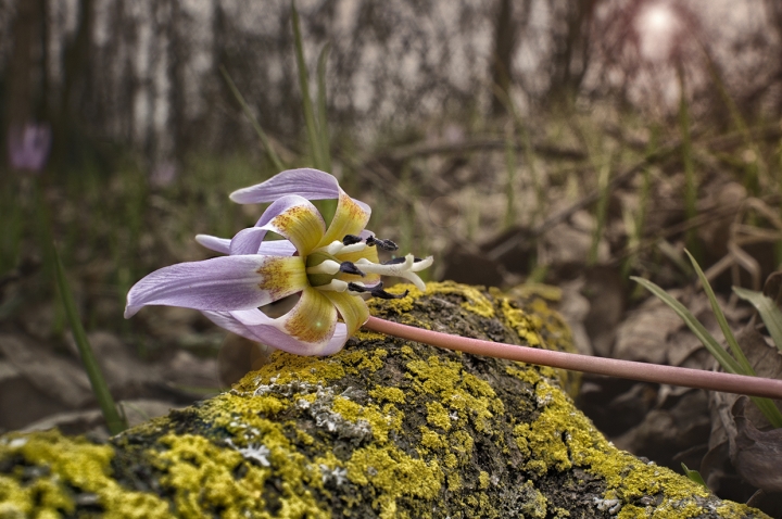 Primavera prealpina di luciano s