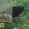 Red-Winged Blackbird