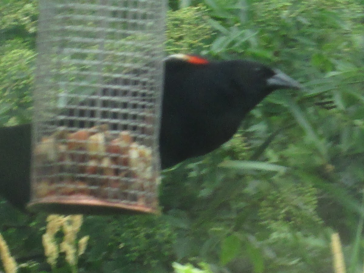 Red-Winged Blackbird