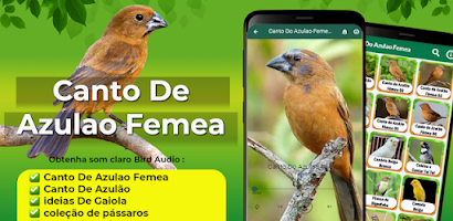 papa-capim fêmea para foguear APK voor Android Download