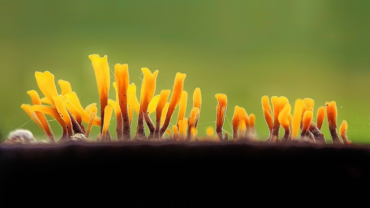 Jelly fungus