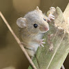 Darien  harvest mouse