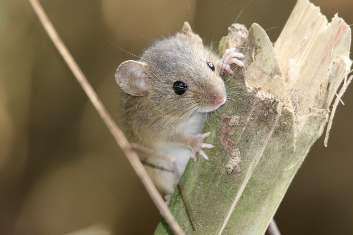 Darien  harvest mouse