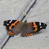 Indian Red Admiral Butterfly