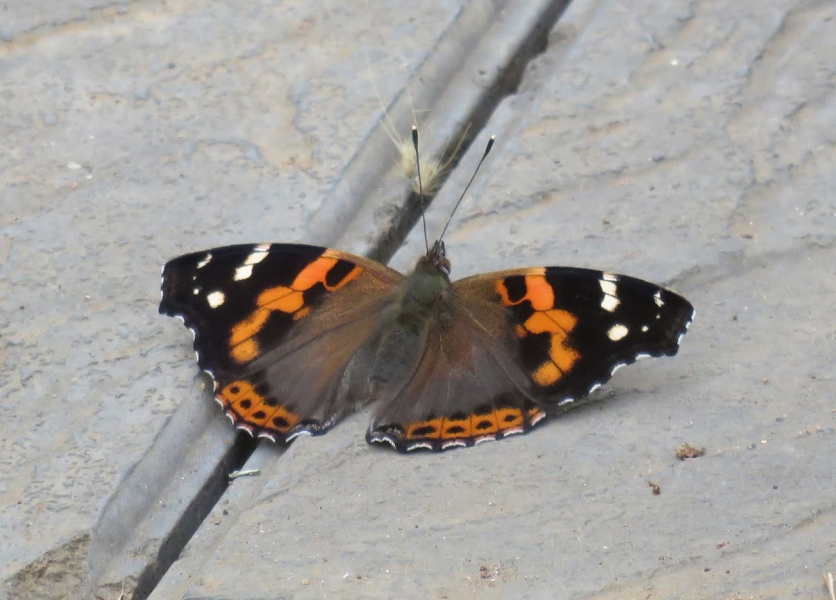 Indian Red Admiral Butterfly