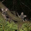 Small-spotted genet