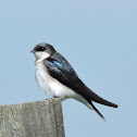 Tree Swallow