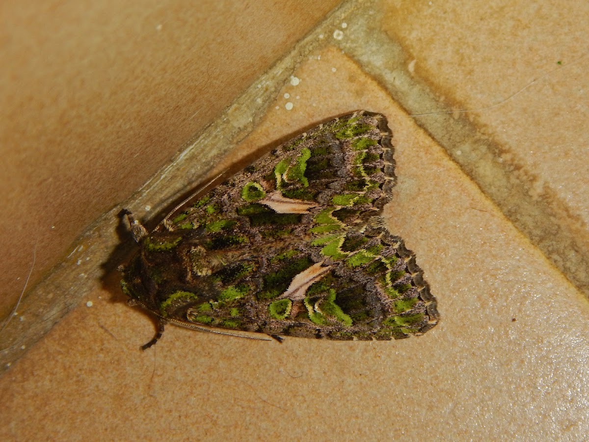 Orache Moth