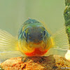 Tangerine Darter