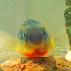 Tangerine Darter