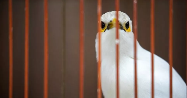 White plumage is popular in the songbird trade