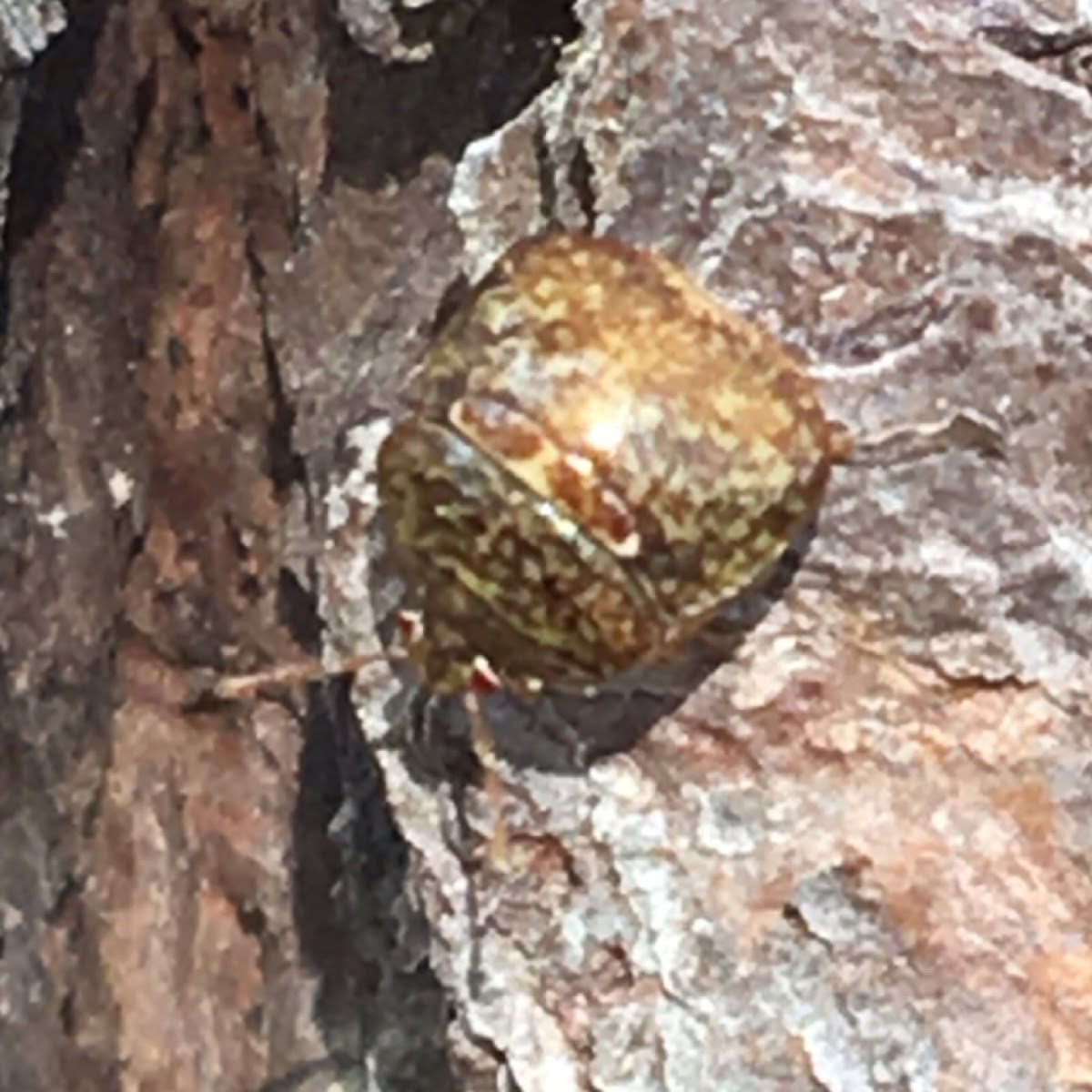 Kudzu Bug