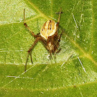 Orb-weaver Spider