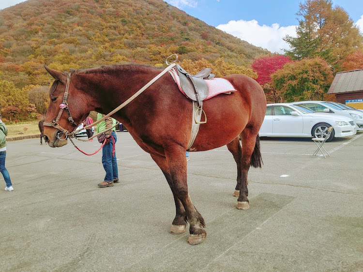 の投稿画像5枚目