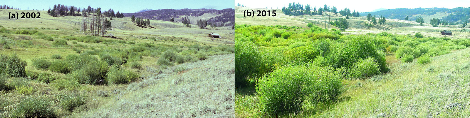 A side by side comparison of photos of the same site in panel A in 2002 and panel B in 2015 shows the transition of a small depression from mostly sparse small herbaceous plants and some larger shrubs to larger shrub-like plants and trees that cover more of the depression. 