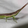 Grasshopper