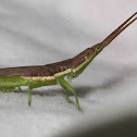 Grasshopper