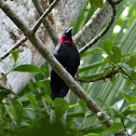 Purple-throated Fruitcrow