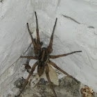 Wolf spider