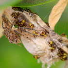 Lynx Spider