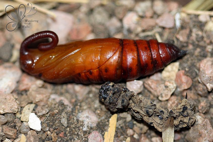 Convolvulus Hawkmoth Pupa