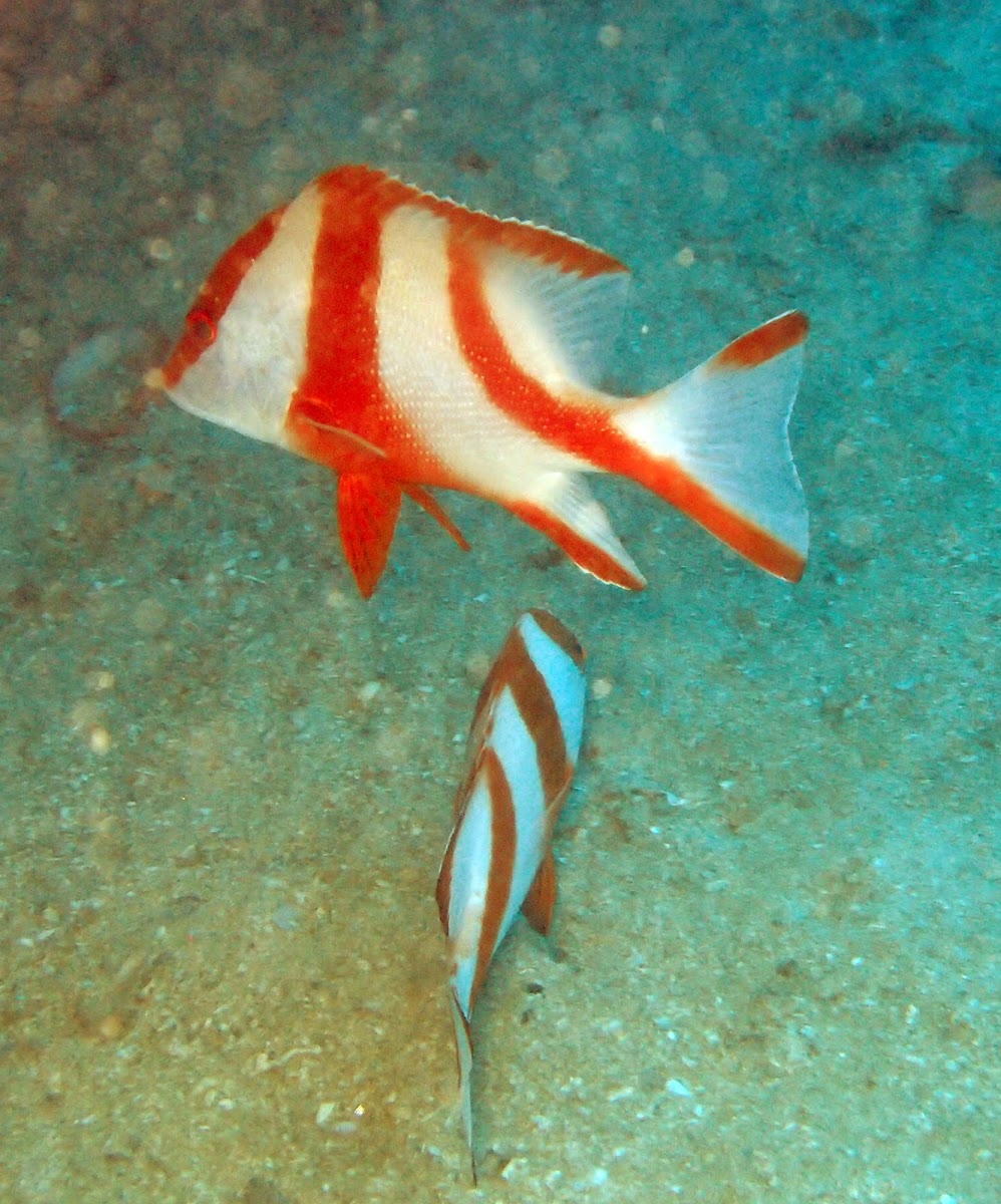 Red Emperor Snapper (juveniles)