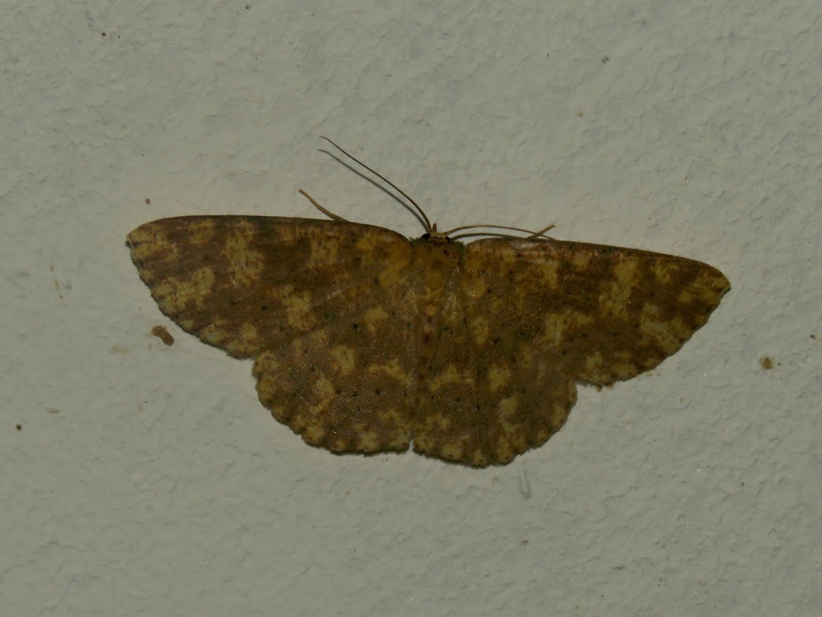 Moth