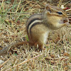 Chipmunk