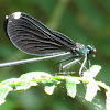 Ebony Jewelwing, female