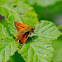 Mariposa (Large skipper)