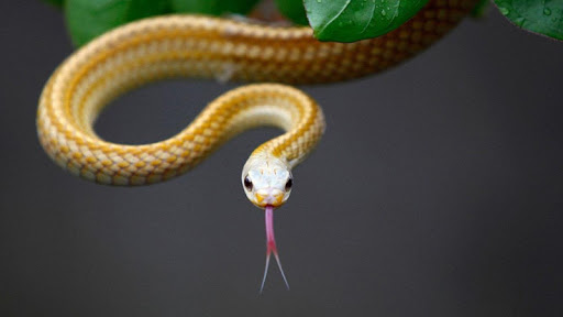 Exotic Snake