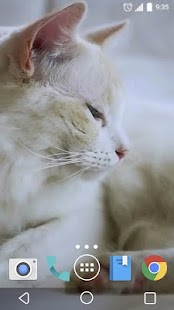 How to mod Cute Cat Live Wallpaper lastet apk for android