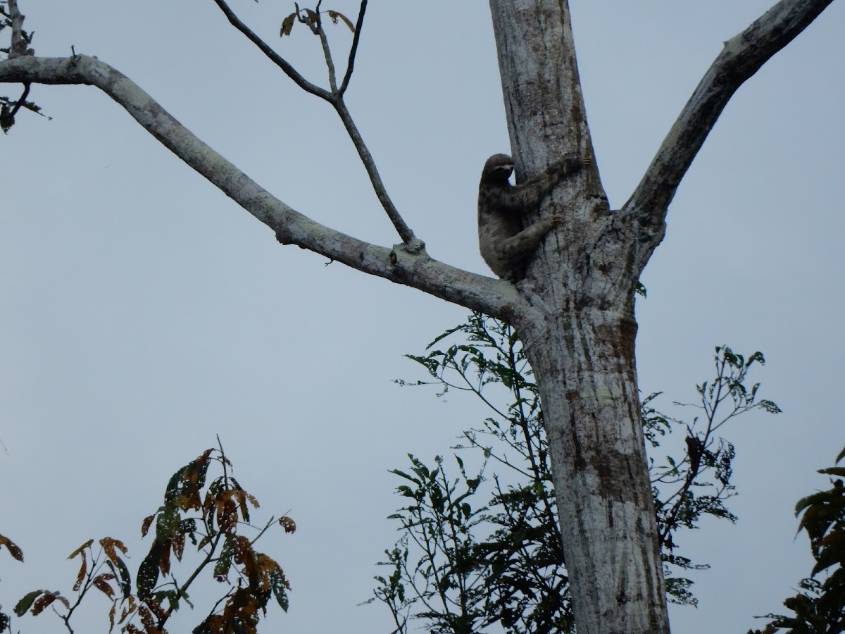 Three-toed Sloth