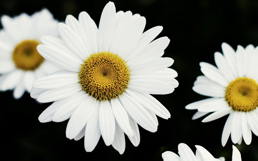 Daisy Wallpaper - Flower Wallpapers