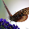 Great Spangled Fritillary