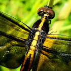 Widow Skimmer (female)