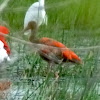 Scarlet Ibis Juvenile