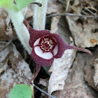 Canadian Wild Ginger