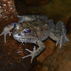 California Red-legged Frog