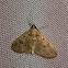 Freeman's Palpita Moth