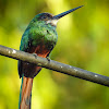 Yellow-billed jacamar