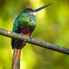 Yellow-billed jacamar