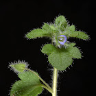 Ivy-leaved Speedwell