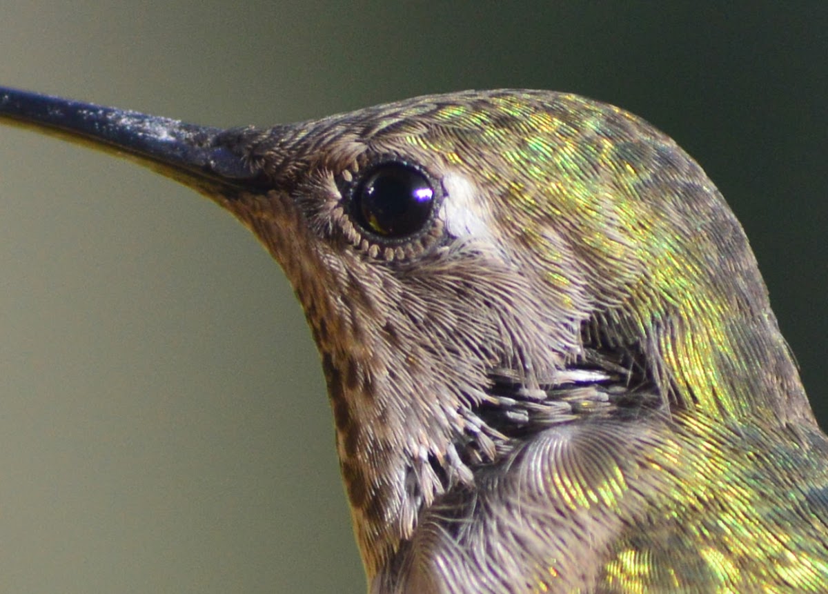 Anna's hummingbird