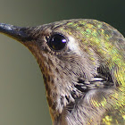 Anna's hummingbird